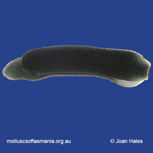Runcina australis