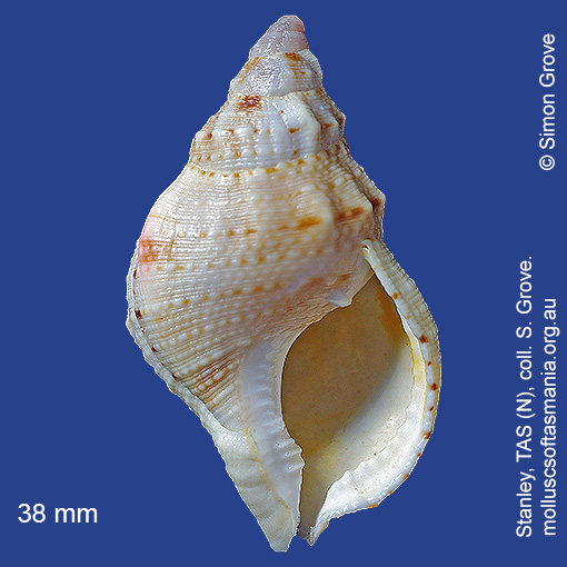 species image