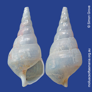 Scalenostoma lodderae