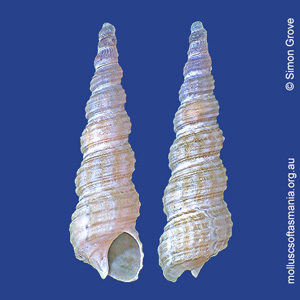 Seilarex turritelliformis