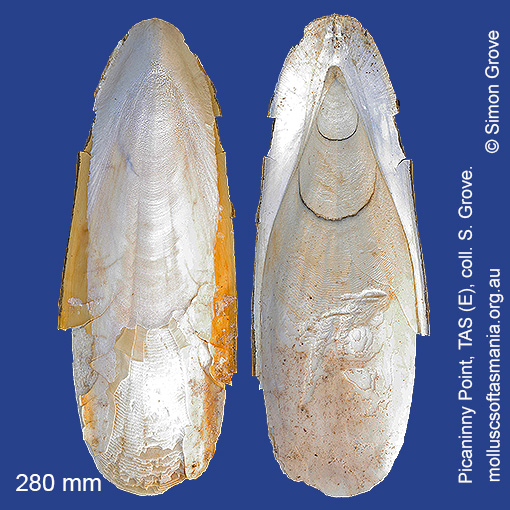 species image