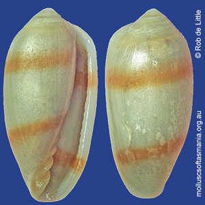 Serrata hedleyi