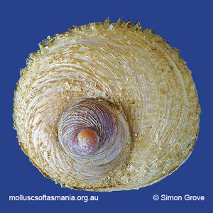 Sigapatella calyptraeformis