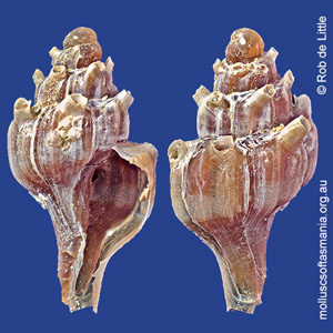 Siphonochelus syringianus
