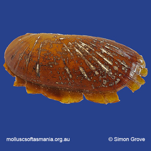 Solemya australis