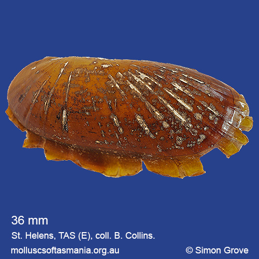 species image