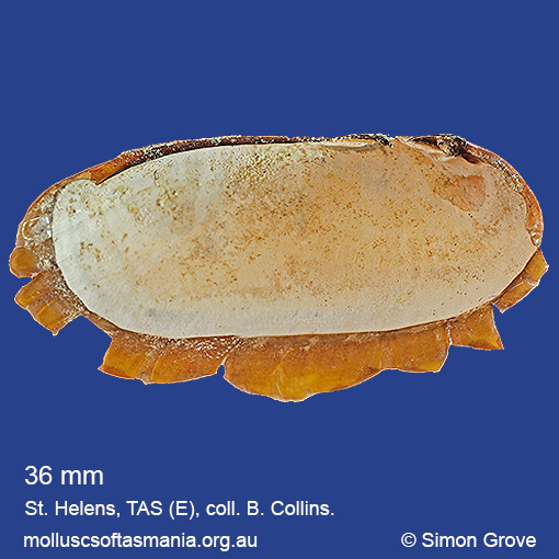 species image