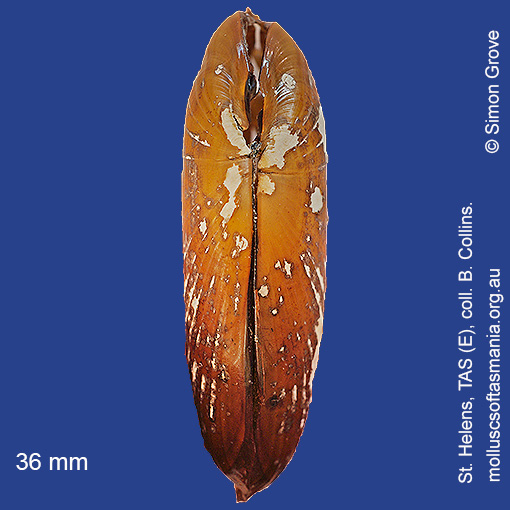 species image