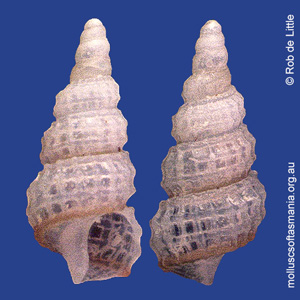 Specula regina