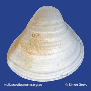 Spisula trigonella