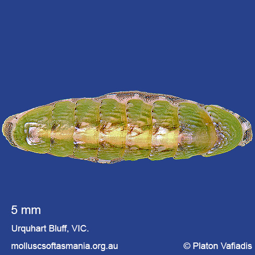 species image