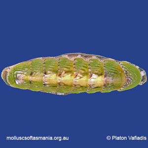 Stenochiton cymodocealis