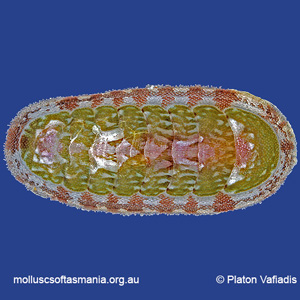 Stenochiton pilsbryanus