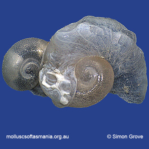 Stephopoma nucleogranosum