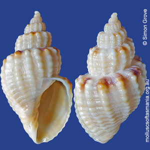 Sydaphera granosa