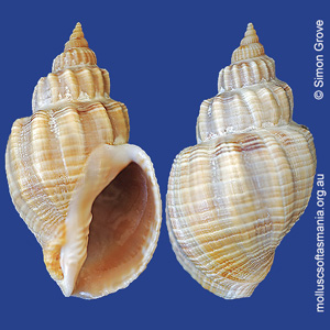 Sydaphera undulata