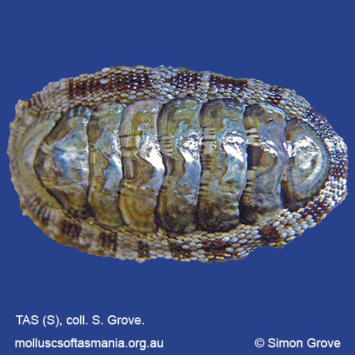 species image