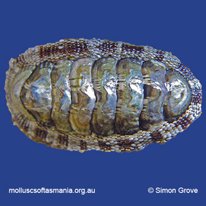 Sypharochiton pelliserpentis