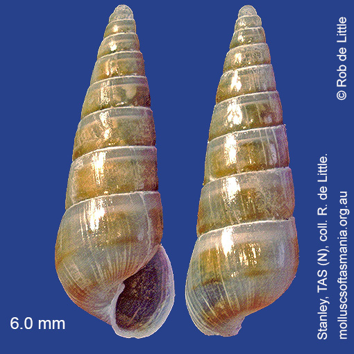 species image