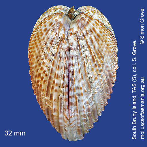 species image