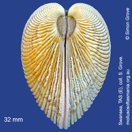 species image