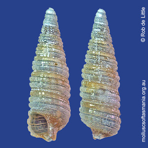 Teretriphora gemmegens