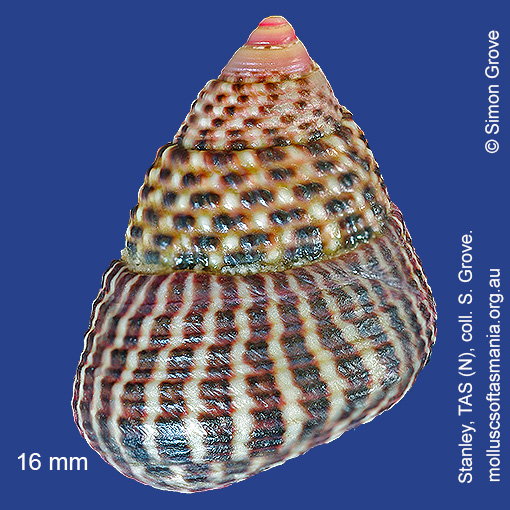 Vexitomina