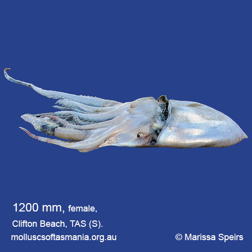 species image