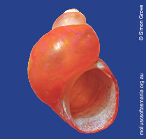 Tricolia rosea
