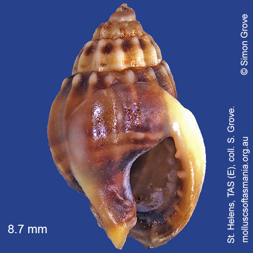 Vexitomina