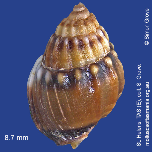 Vexitomina