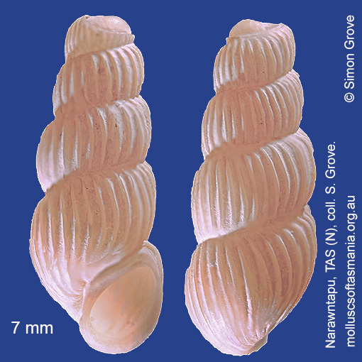 Truncatella scalarina | Molluscs of Tasmania