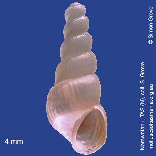 Vexitomina