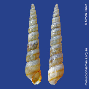 Turbonilla fusca