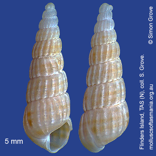 Vexitomina