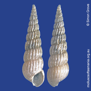 Turbonilla mariae