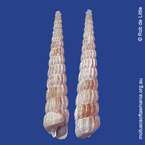 Turbonilla tiara