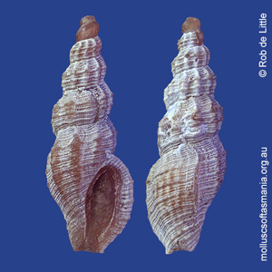 Turrella granulosissima