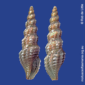 Turrella letourneuxiana