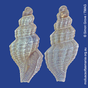 Turrella morologus