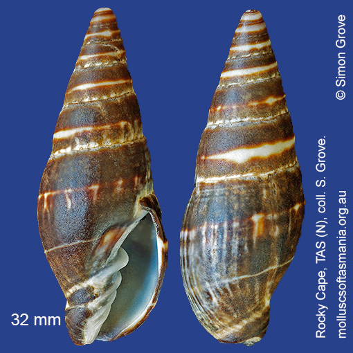 Vexitomina