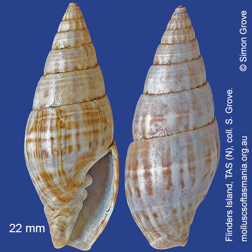 Vexitomina