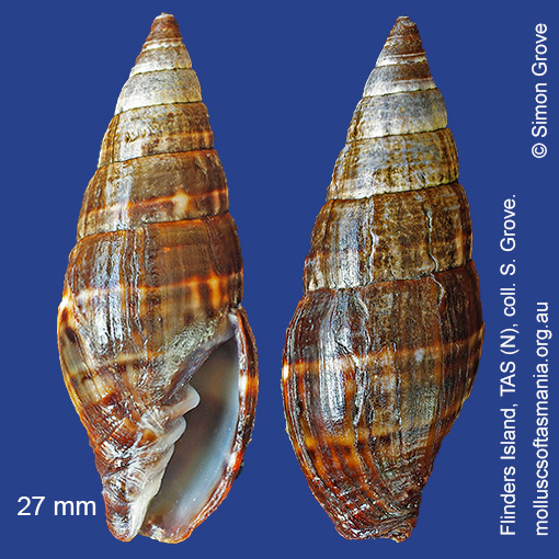 Vexitomina