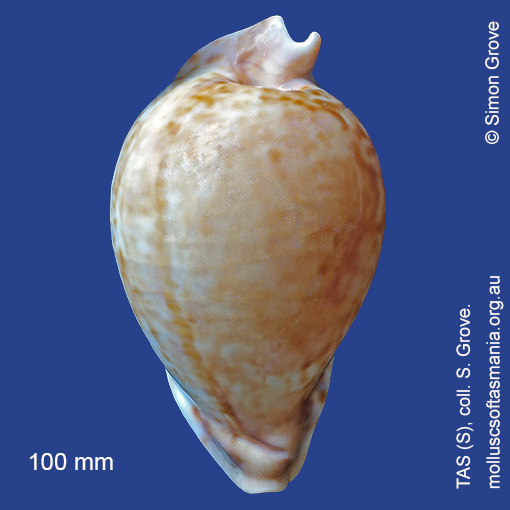 Vexitomina