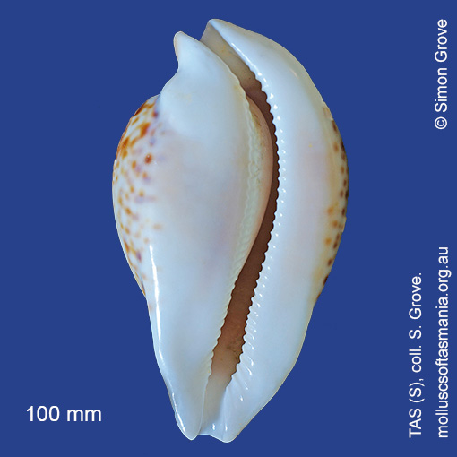 Vexitomina