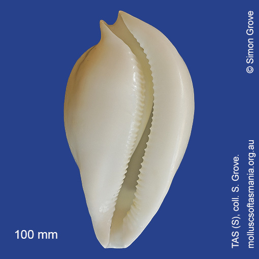 Vexitomina