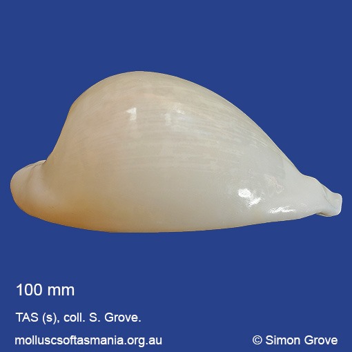 Vexitomina