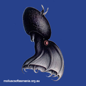 Vampyroteuthis infernalis