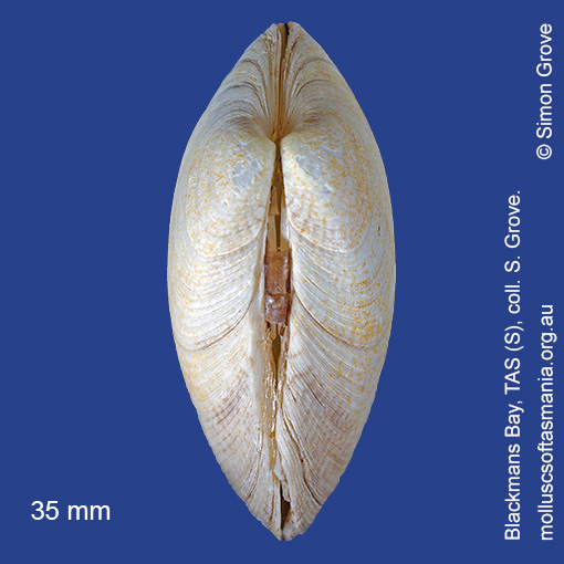 Species image