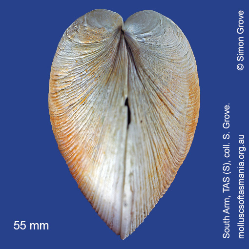 Species image